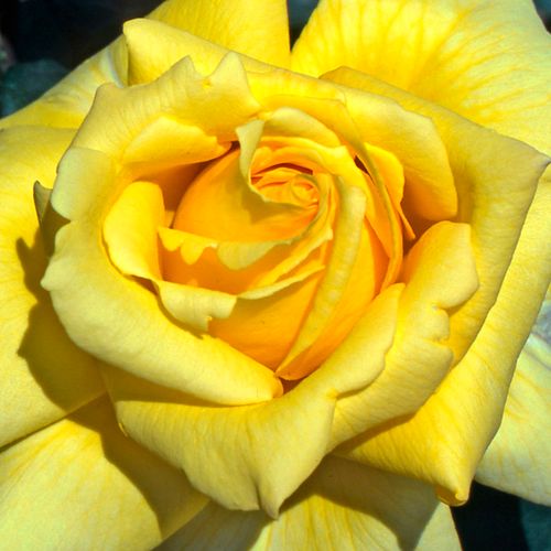 Rosa  Nicolas Hulot® - róża z intensywnym zapachem - Róże pienne - z kwiatami hybrydowo herbacianymi - żółty  - Alain Meilland - korona równomiernie ukształtowana - -
